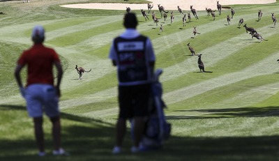 Kangaroo crossing at the ISPS Handa Australian Open at Royal Canberra Golf Club